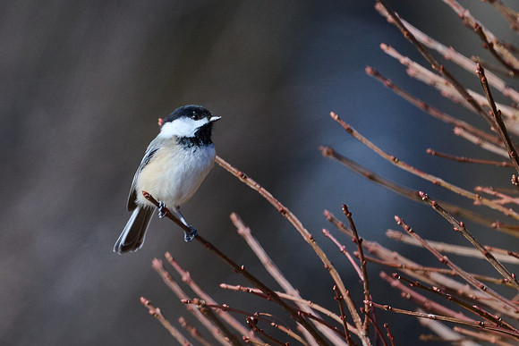 Chickadee