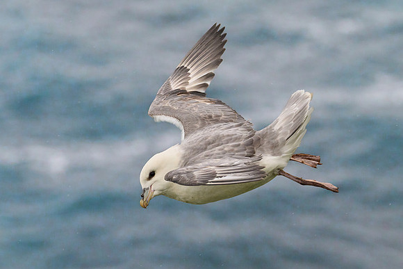 Fulmar, Grimsey, June 2025
