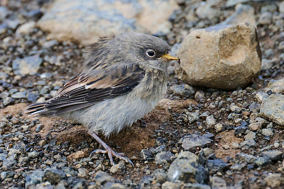 Snow Bunting (juvenile), Grimsey, June 2025