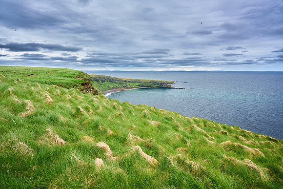 Arctic Hummocks on Grimsey, June 2025