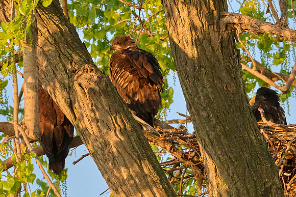 3 Baby Eagle Chicks! May 2025