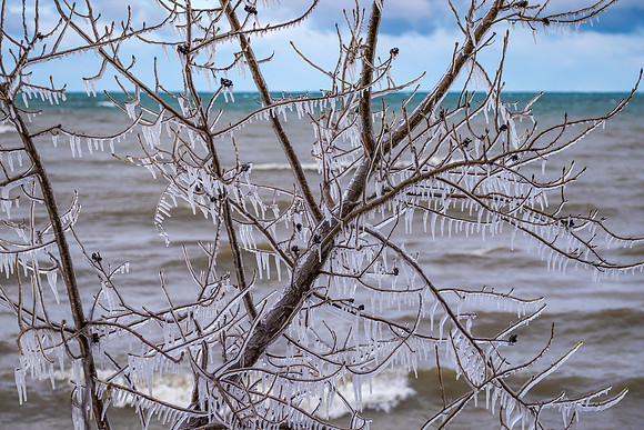 Ice Tree at Rudy's, Oswego, 2/26/2017
