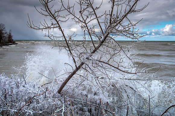 Ice Tree at Rudy's, Oswego, 2/26/2017