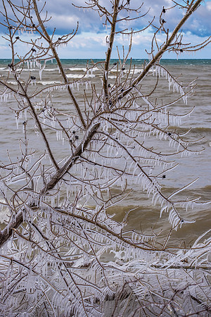 Ice Tree at Rudy's, Oswego, 2/26/2017