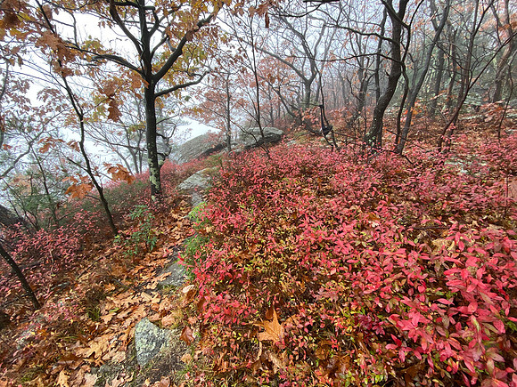 Huckleberry Point, 2020-10-28
