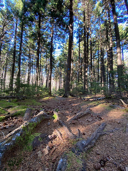 Trail from North Pt to Stoppel Pt, 2020-11-10