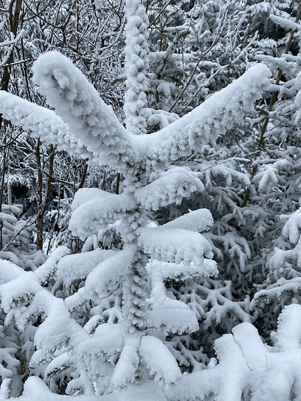 Hoar Frost on Conifers, Balsam Lake Mt, 2020-12-20