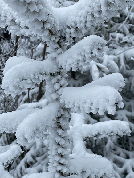 Hoar Frost on Conifers, Balsam Lake Mt, 2020-12-20