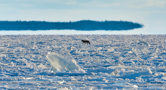 Coyote on Ice! 2022-01-29