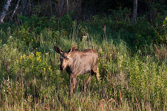 Moose Calf, Ontario