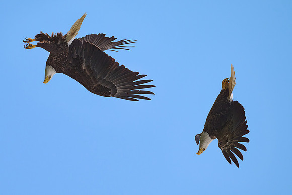 Eagle Acrobatics, May 2025