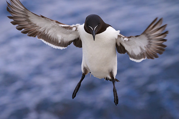 Razorbill, Grimsey, June 2025