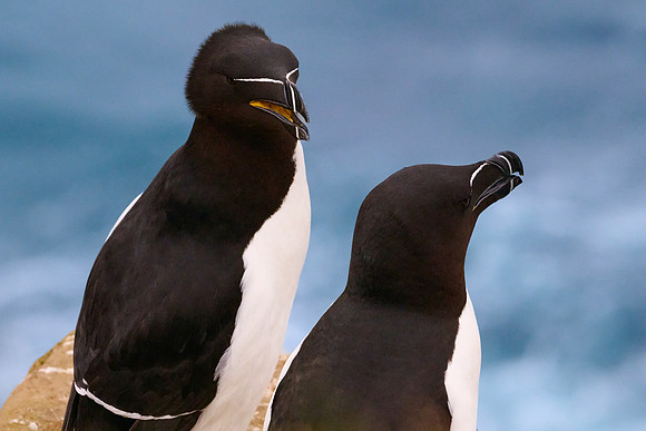 Razorbill with Windy Hairdo, Grimsey, June 2025