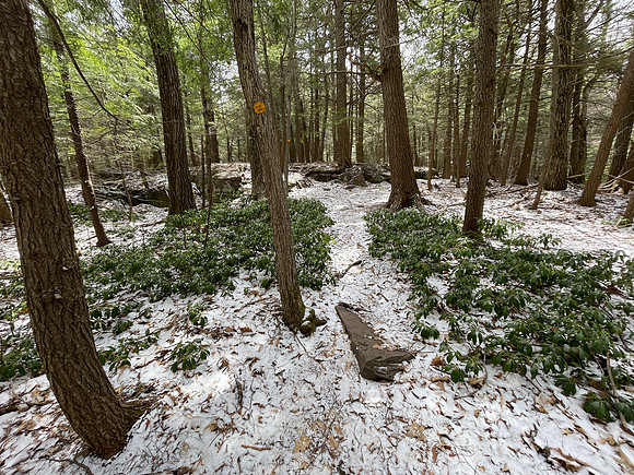 Forest Trail, Poet's Ledge, 2021-04-22