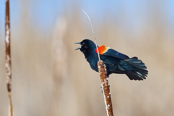 Red-Winded Black Bird, April 2025