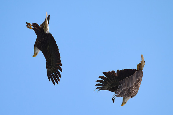 Eagle Acrobatics, May 2025