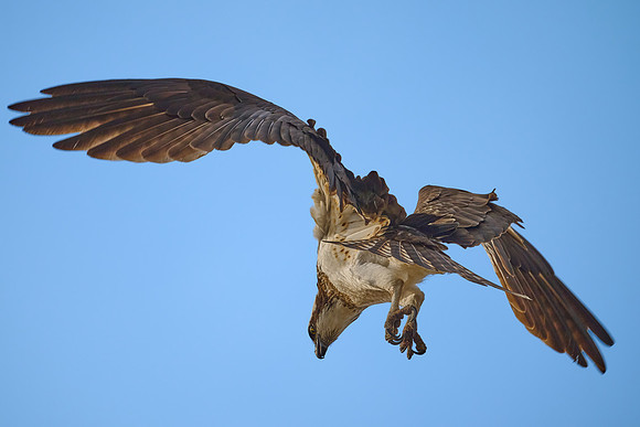 Osprey Female, April 2025