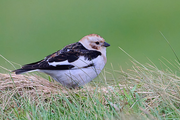 Snow Bunting, Grimsey, June 2025