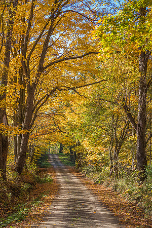 Madison County Forest
