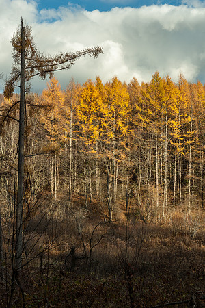 Madison County Forest