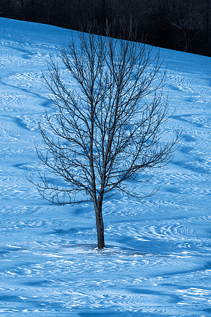 Winter Tree (stylized)