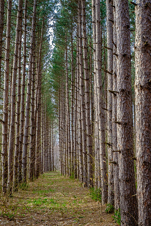 Madison County Forest