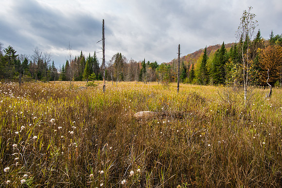 Stillwater Reservoir Marsh, Adirondacks