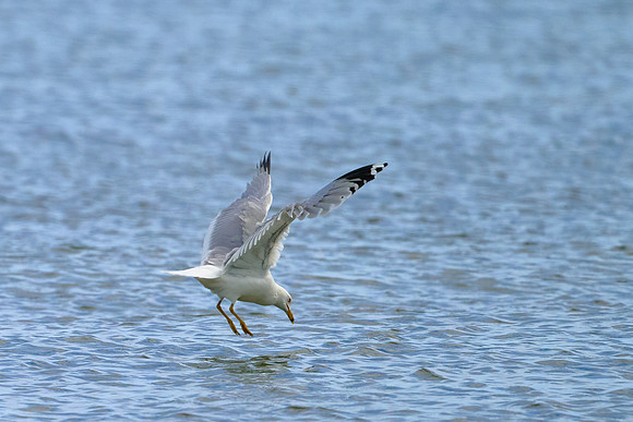 Seagull Dive 02, May 2025