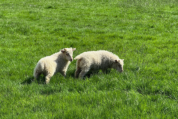 Lambs at Skógafoss, May 2025