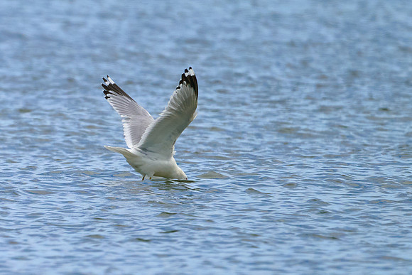Seagull Dive 02, May 2025