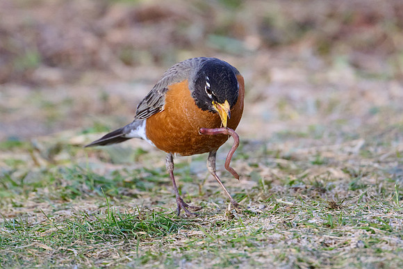 Robin catches worm, sequence #1