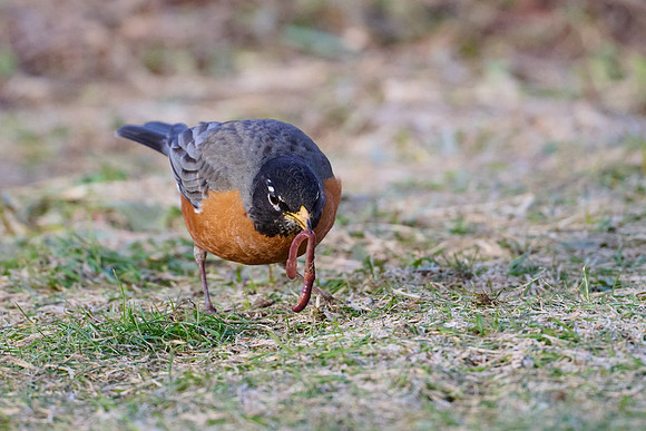 Robin catches worm, sequence #1
