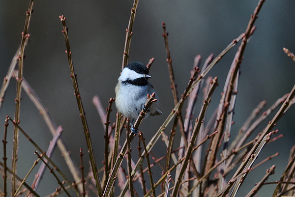 Chickadee