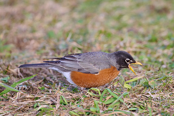 Robin catches worm, sequence #2