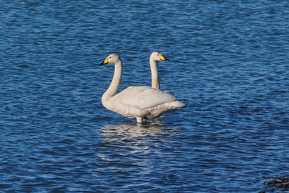 Whooper Swans, May 2025