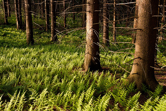 Forest Ferns III, Tioughnioga