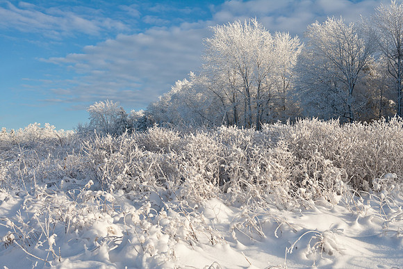 Hoar Frost Maximus