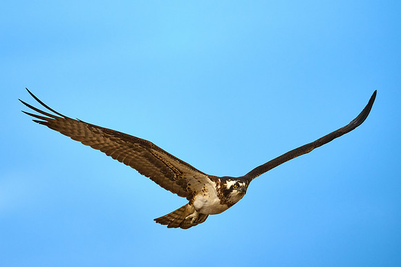 Osprey Female, April 2025