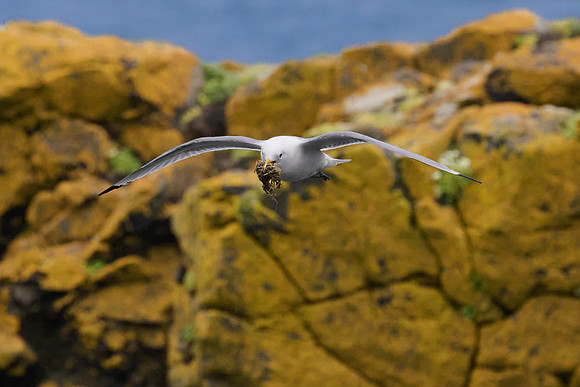 Kittiwake, Grimsey, June 2025