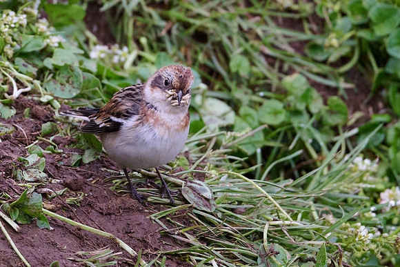 Snow Bunting, Grimsey, June 2025