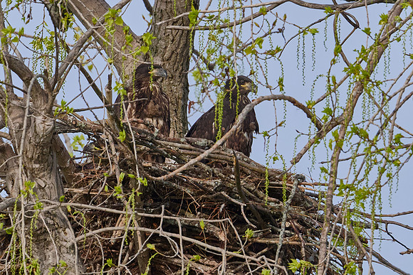 3 Bald Eagle Chicks, May 2025