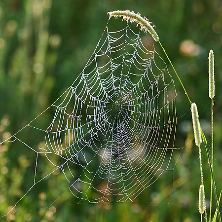 Spider Web, 2023-07-04