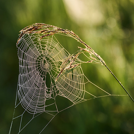Spider Web, 2023-07-04