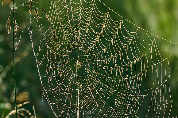 Spider Web, 2023-07-04