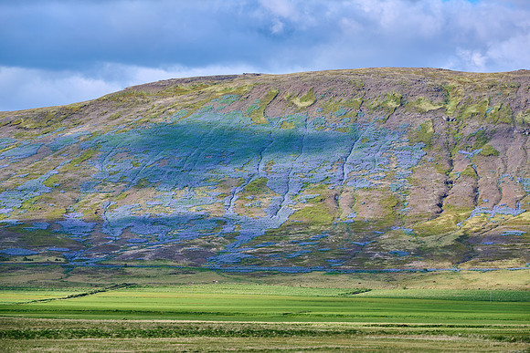 Lupines, May 2025