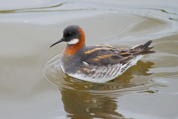 Red-necked Phalarope, Grimsey, June 2025