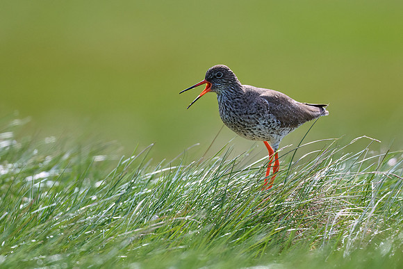 Redshank, Grimsey, June 2025