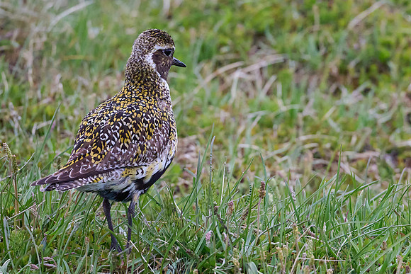 Golden Plover, Grimsey, June 2025