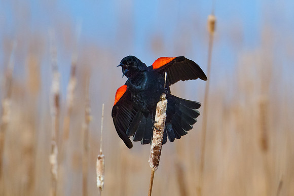 Red-Winded Black Bird, April 2025