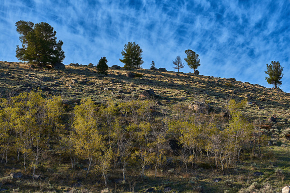 Spring Aspens, Wind River Range